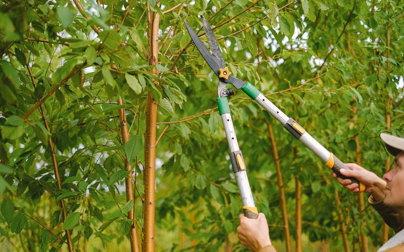 Tree trimming in Marshalltown, IA
